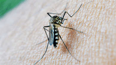 Claudia Sheinbaum destina más de 18 millones de pesos para reforzar acciones contra el dengue en Campeche