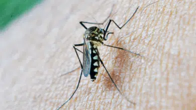 Claudia Sheinbaum destina más de 18 millones de pesos para reforzar acciones contra el dengue en Campeche