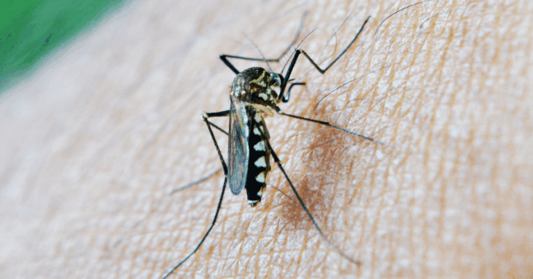 Claudia Sheinbaum destina más de 18 millones de pesos para reforzar acciones contra el dengue en Campeche