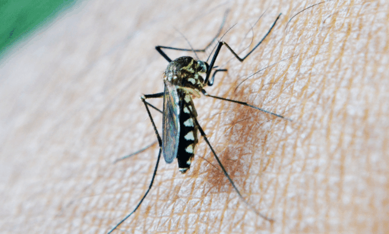 Claudia Sheinbaum destina más de 18 millones de pesos para reforzar acciones contra el dengue en Campeche