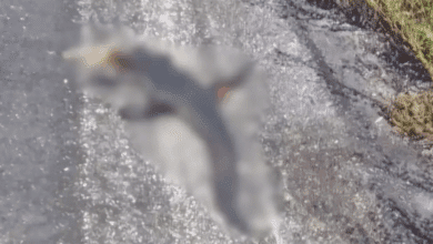 Cocodrilo protegido muere atropellado en la carretera Campeche–Carmen cerca de Punta Xén, Champotón