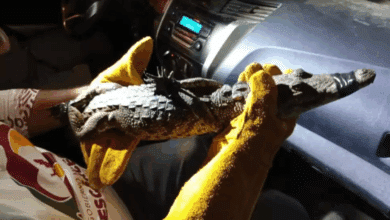 Cocodrilo se introduce en vivienda de Escárcega tras deslaves por lluvias intensas