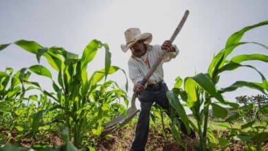 Crece padrón de beneficiarios agrícolas en Campeche