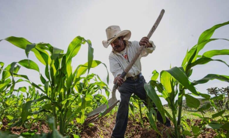 Crece padrón de beneficiarios agrícolas en Campeche