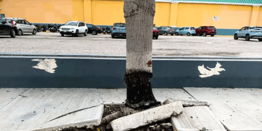 Denuncian daño intencional a ceiba en plaza comercial de Ciudad del Carmen