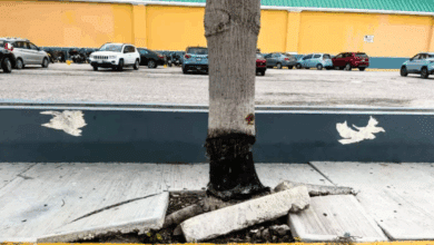 Denuncian daño intencional a ceiba en plaza comercial de Ciudad del Carmen
