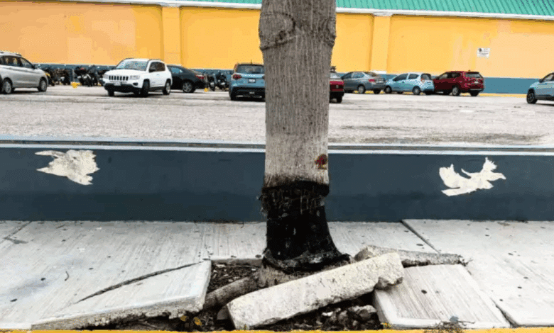 Denuncian daño intencional a ceiba en plaza comercial de Ciudad del Carmen