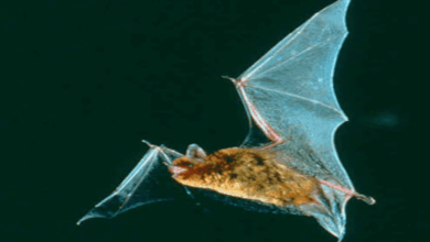Descubren seis especies de murciélagos en América que brillan de color verde bajo luz ultravioleta