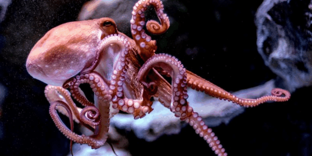 Especies de pulpo en riesgo en Campeche ante cambio climático y pesca ilegal