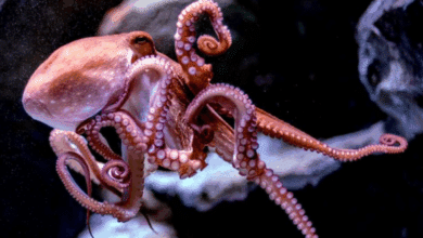 Especies de pulpo en riesgo en Campeche ante cambio climático y pesca ilegal