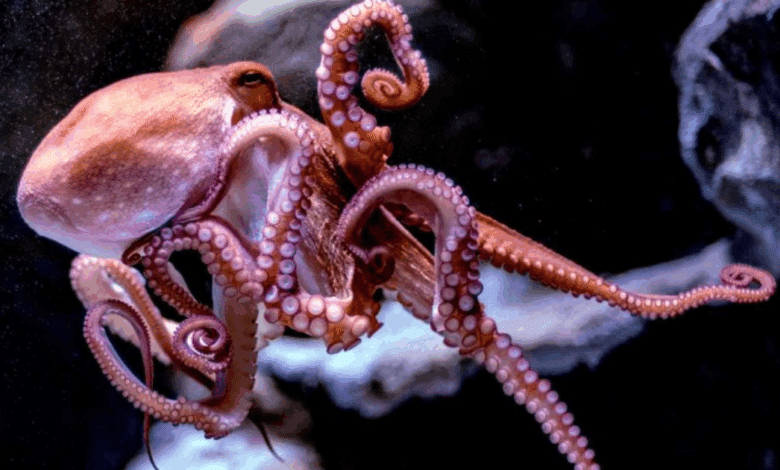 Especies de pulpo en riesgo en Campeche ante cambio climático y pesca ilegal