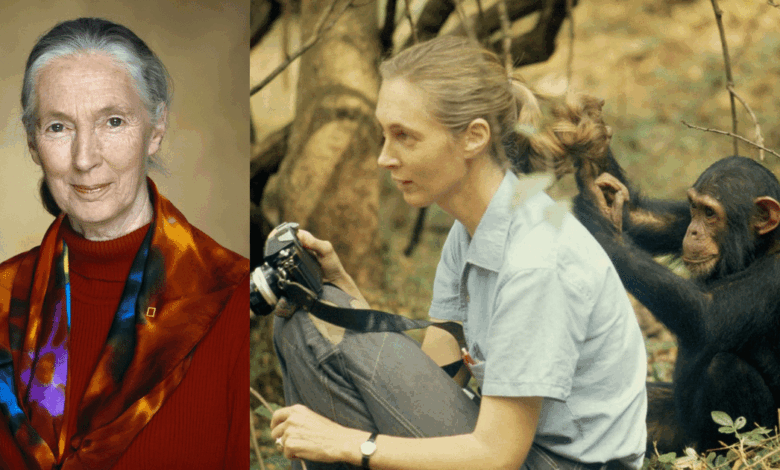 Fallece Jane Goodall, pionera en el estudio de chimpancés