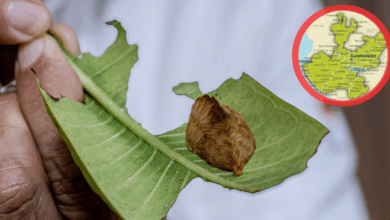 La peligrosa ‘Oruga Peluche’ es avistada y expertos advierten de su fuerte toxicidad (Foto UDG)