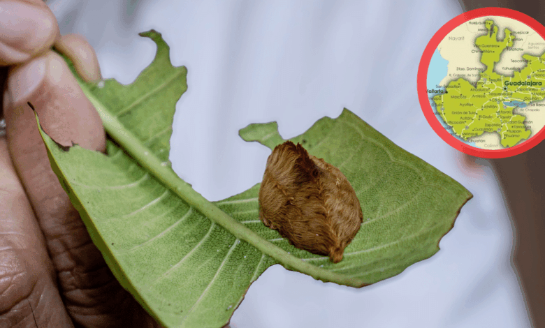 La peligrosa ‘Oruga Peluche’ es avistada y expertos advierten de su fuerte toxicidad (Foto UDG)