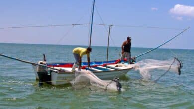 Pescadores de Campeche temen por pesca desenfrenada
