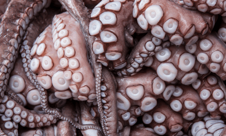 Pescadores de Isla Arena exigen vigilancia ante depredación del pulpo maya