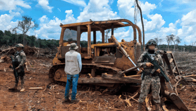 Profepa clausura predios en Chicxulub Puerto y un aserradero en Campeche por irregularidades ambientales