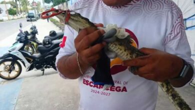 Protección Civil rescata y libera en Escárcega, Campeche, a cocodrilo bebé