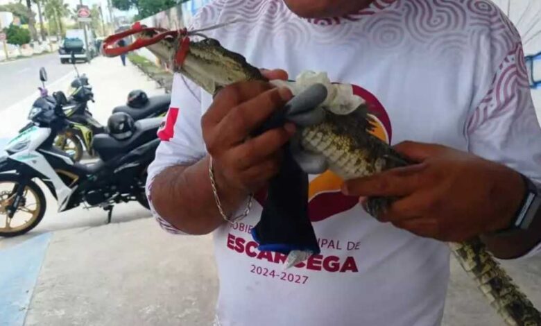 Protección Civil rescata y libera en Escárcega, Campeche, a cocodrilo bebé