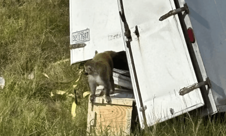 La volcadura de un camión que trasladaba monos utilizados para investigación generó una alerta de seguridad y bioseguridad, la policía local ha emitido una fuerte advertencia a la comunidad sobre la agresividad de estos monos y la necesidad de evitar todo contacto,