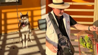 Recatan perra y dos loros abandonados en Campeche