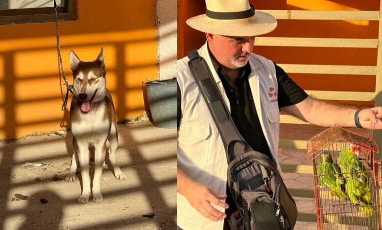 Recatan perra y dos loros abandonados en Campeche