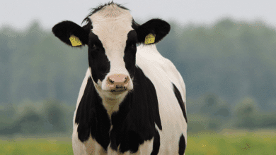 Refuerzan medidas contra la rabia bovina en Campeche