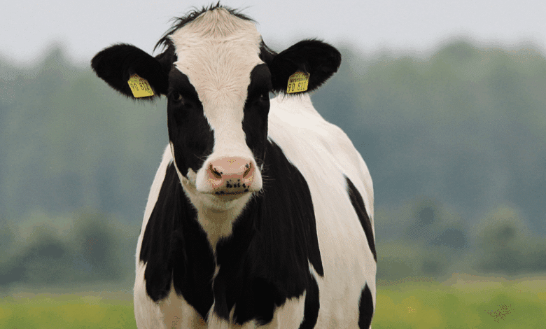 Refuerzan medidas contra la rabia bovina en Campeche