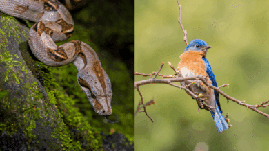Rescatan siete ejemplares silvestres en Isla del Carmen, entre aves y una boa