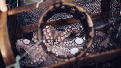 Sader fija cifra de captura de pulpo rojo en Campeche