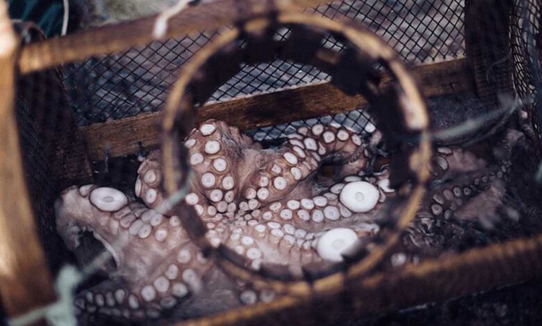 Sader fija cifra de captura de pulpo rojo en Campeche