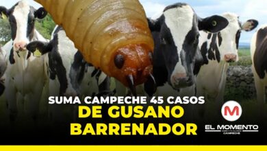 Suma Campeche 45 casos de gusano barrenador
