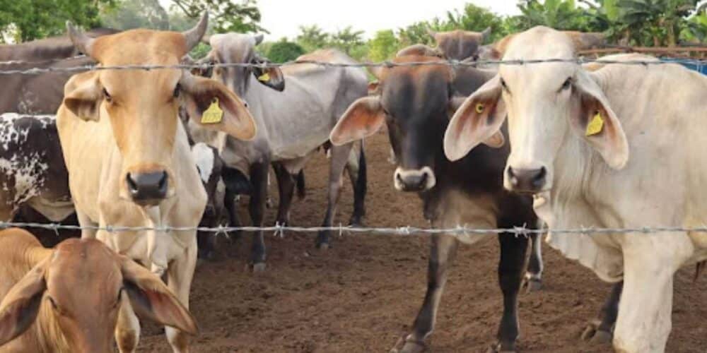 Suma Campeche 45 casos de gusano barrenador, piden autoridades reportar casos