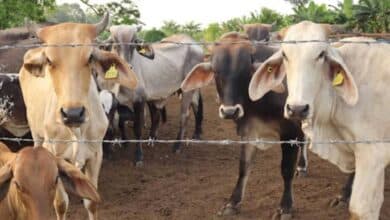 Suma Campeche 45 casos de gusano barrenador, piden autoridades reportar casos