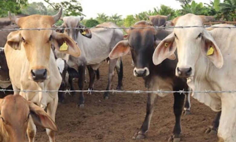 Suma Campeche 45 casos de gusano barrenador, piden autoridades reportar casos