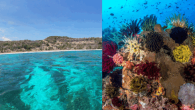 Un paraíso por explorar Atauro, el tesoro de Timor Oriental y sus corales únicos