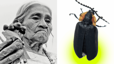 Una luciérnaga descubierta en el Bosque de Chapultepec llevará el nombre de María Sabina