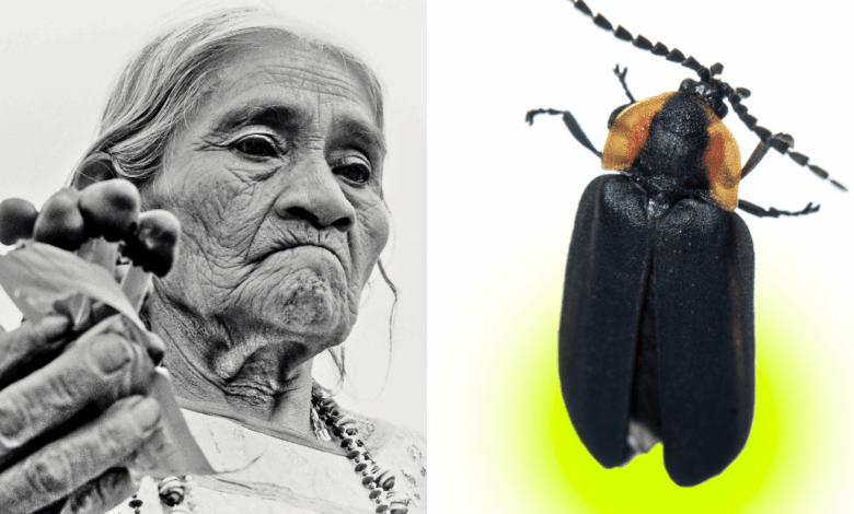 Una luciérnaga descubierta en el Bosque de Chapultepec llevará el nombre de María Sabina