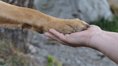 Vacunación antirrábica gratuita para perros y gatos llega a seis municipios de Campeche