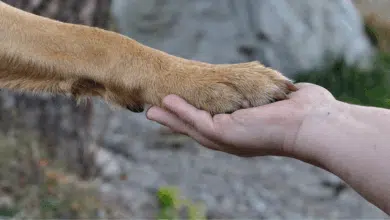 Vacunación antirrábica gratuita para perros y gatos llega a seis municipios de Campeche