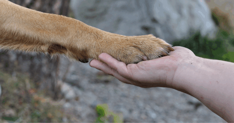 Vacunación antirrábica gratuita para perros y gatos llega a seis municipios de Campeche