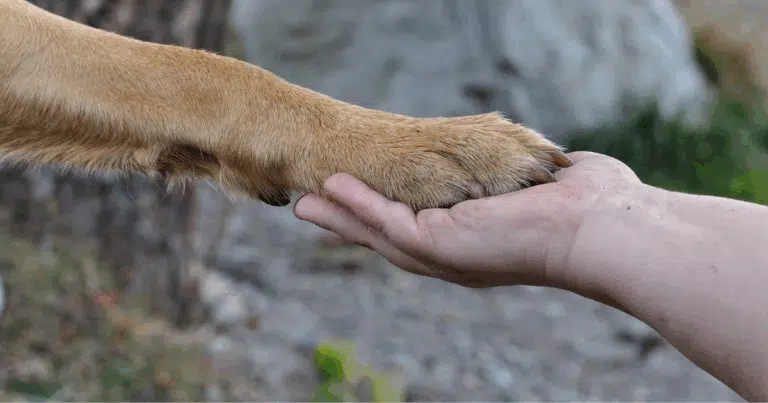 Vacunación antirrábica gratuita para perros y gatos llega a seis municipios de Campeche