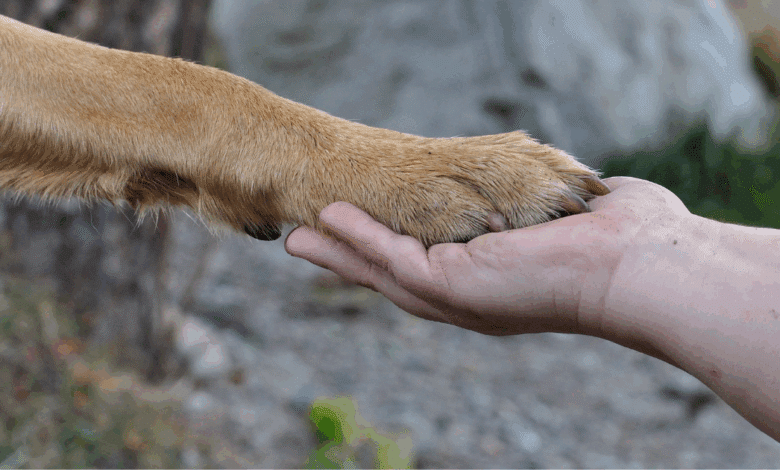 Vacunación antirrábica gratuita para perros y gatos llega a seis municipios de Campeche