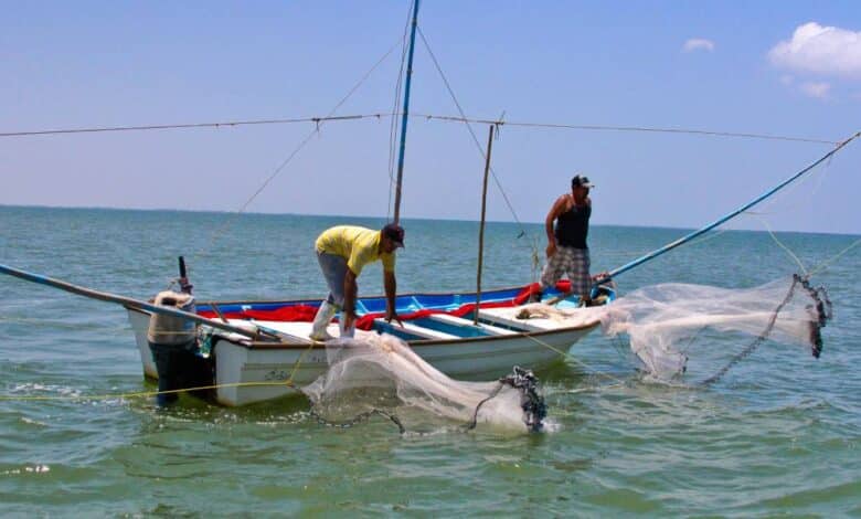 Veda de camarón en Campeche ampliada por Conapesca