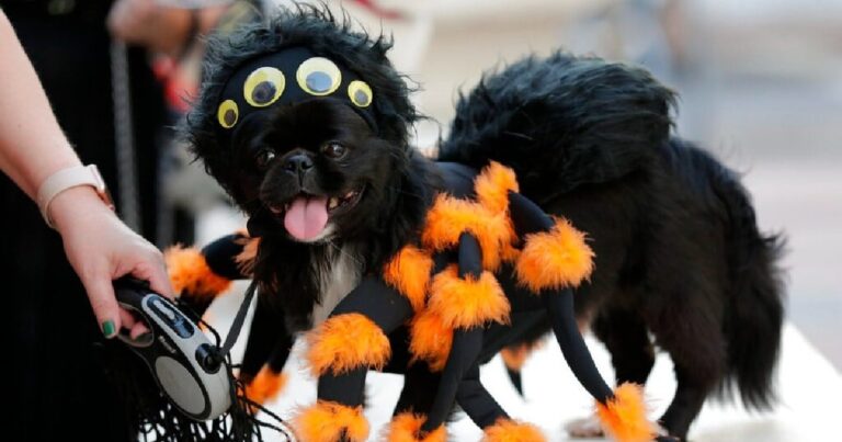 Tren Maya abre convocatoria en su concurso de mascotas en sus diferentes estaciones