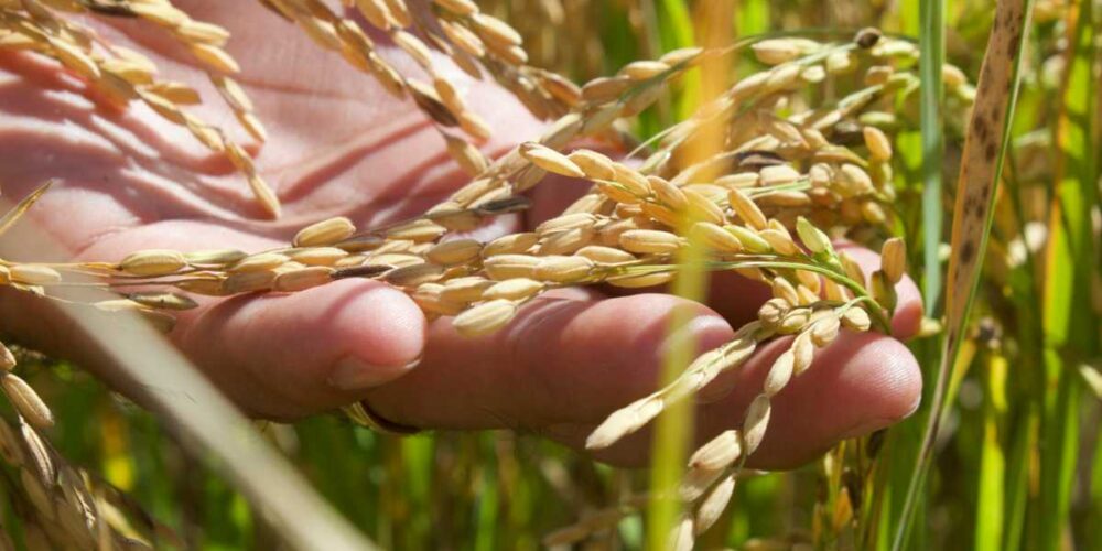 Campeche impulsa el resurgimiento del arroz