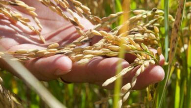 Campeche impulsa el resurgimiento del arroz