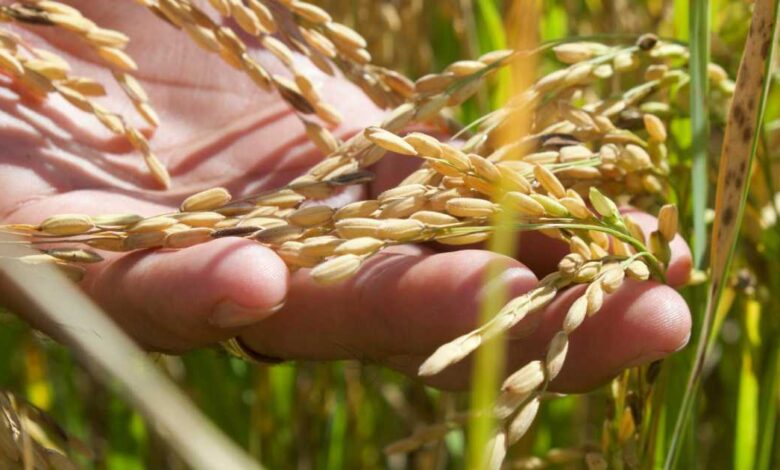 Campeche impulsa el resurgimiento del arroz