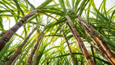 Cañeros de Campeche piden subsidio ante el bajo costo de la caña de azúcar