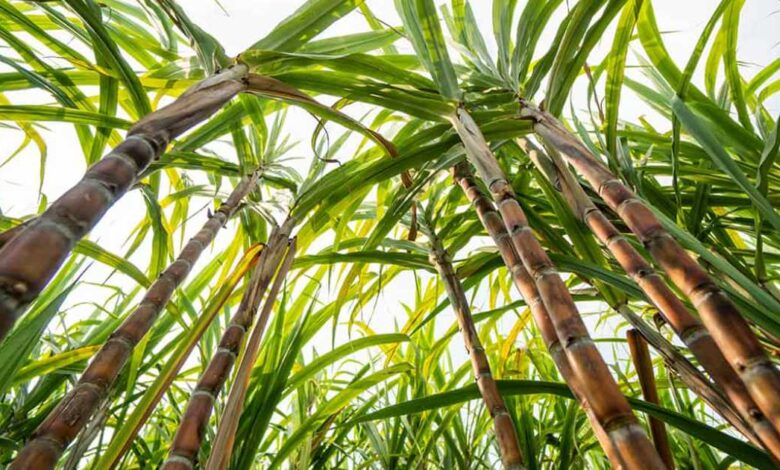 Cañeros de Campeche piden subsidio ante el bajo costo de la caña de azúcar